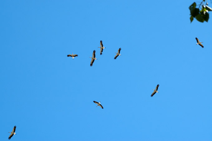 Storch auf Reise - Foto: Kai Thomsen