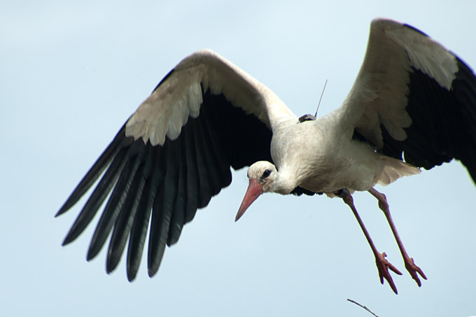 Storch im Anflug - Foto: Kai Thomsen