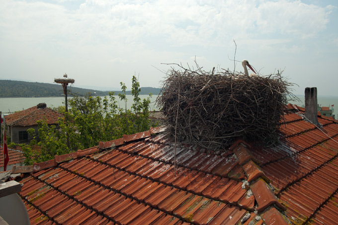 Störche auf einem Dach in der Türkei - Foto: Kai Thomsen